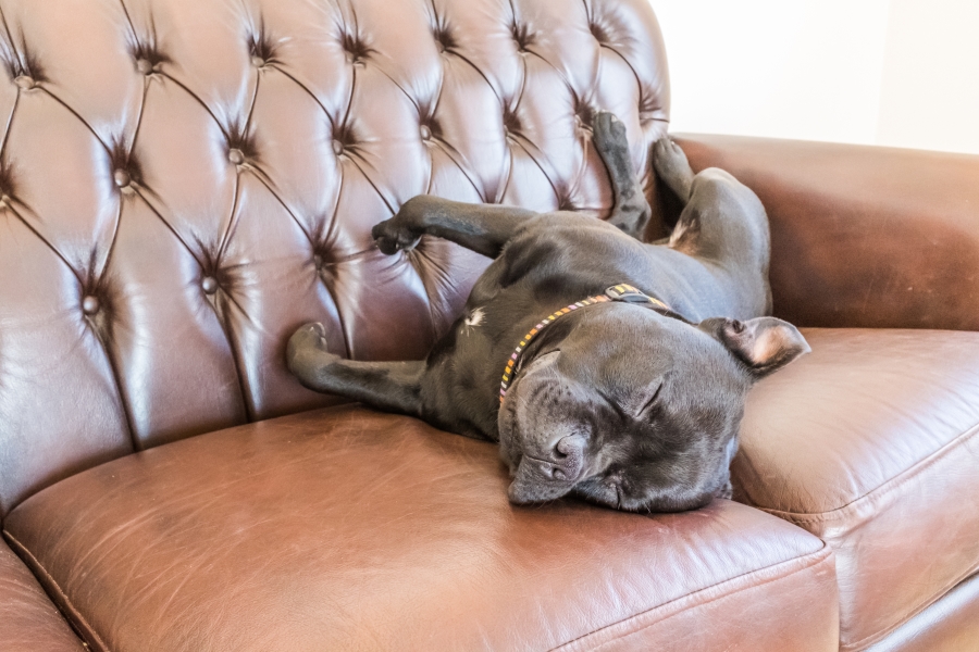 Is your dog jumping on the furniture? totalPETint