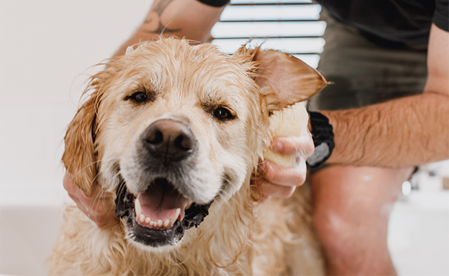 6-tips-for-washing-your-dog