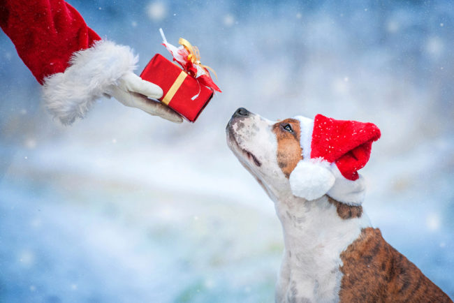 the-ultimate-holiday-gift-guide-for-dogs!