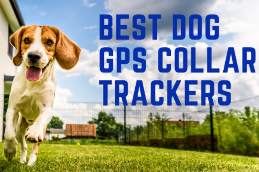 Best Dog GPS Collar Trackers For 2023 totalPETint
