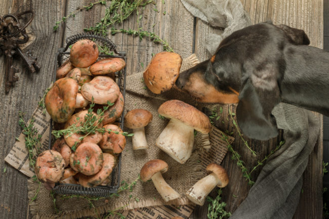 are-mushrooms-safe-for-dogs-and-cats?