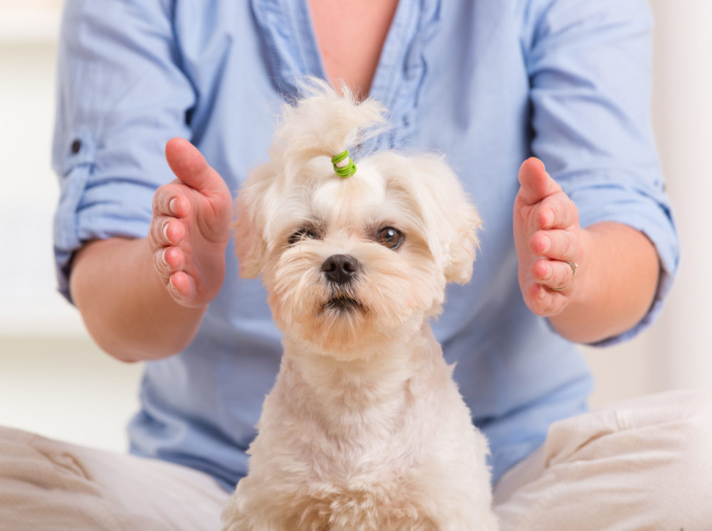 how-reiki-can-help-your-dog-or-cat-through-stressful-transitions