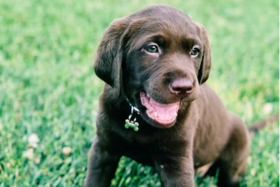 is-your-lawn-care-company-using-pet-friendly-products?