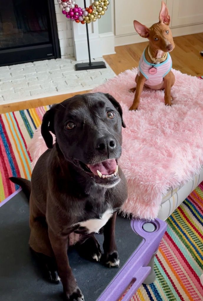 How To Introduce a New Puppy to Your Dog totalPETint