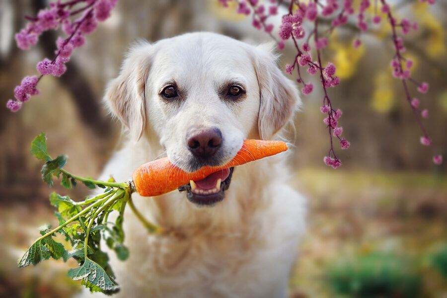 could-a-gluten-free-diet-improve-your-pup’s-digestive-health?