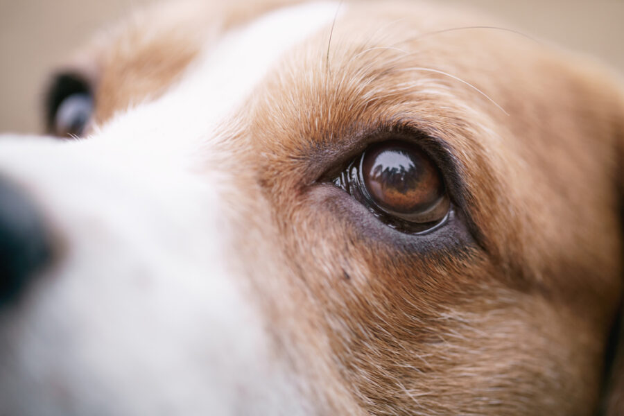 keeping-your-dog’s-or-cat’s-eyes-healthy-and-safe