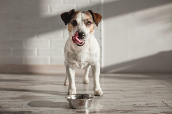 how-eastern-food-therapy-can-improve-your-dog’s-life