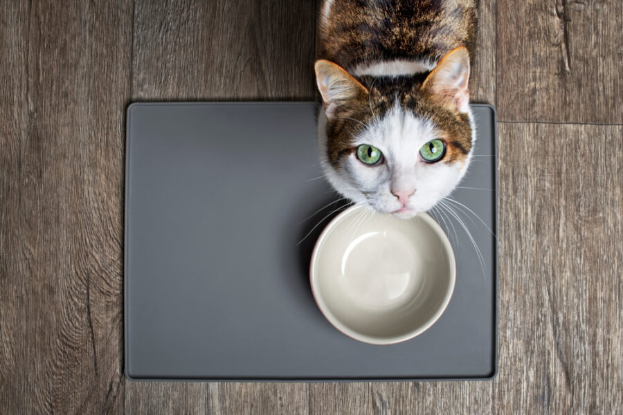 is-your-cat-addicted-to-kibble?