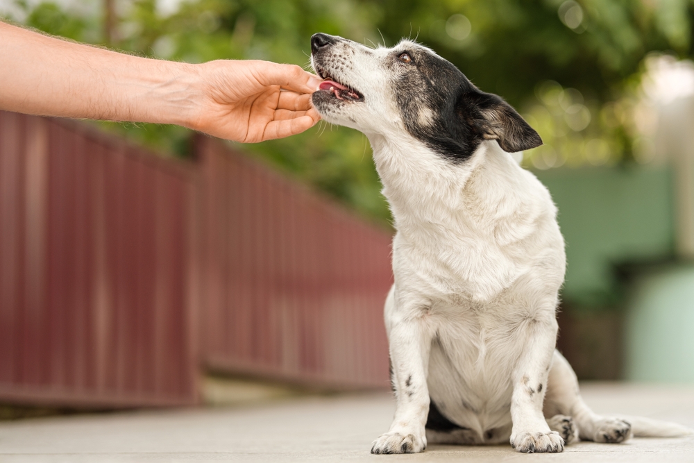 arthritis-supplements-for-dogs