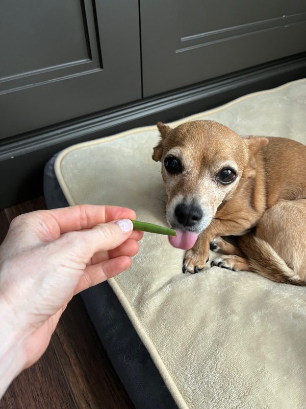 can-dogs-eat-green-beans?-canine-feeding-facts